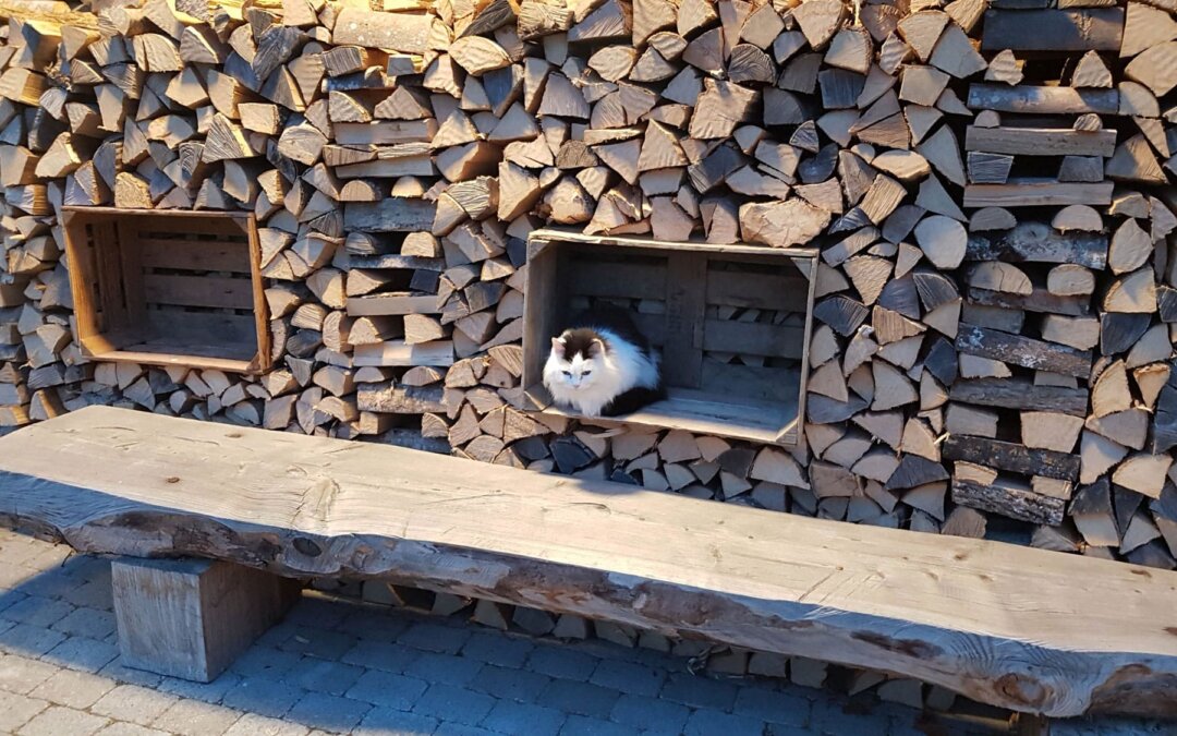 Klösterlicher Rhythmus: Wie bewusste Unterbrechungen zu mehr Freiheit führen